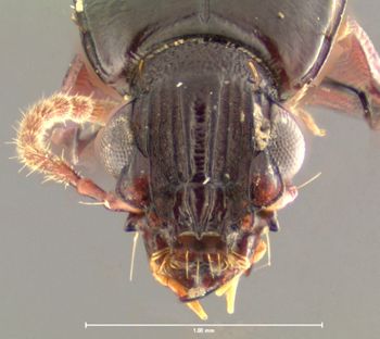 Media type: image;   Entomology 31979 Aspect: head frontal view